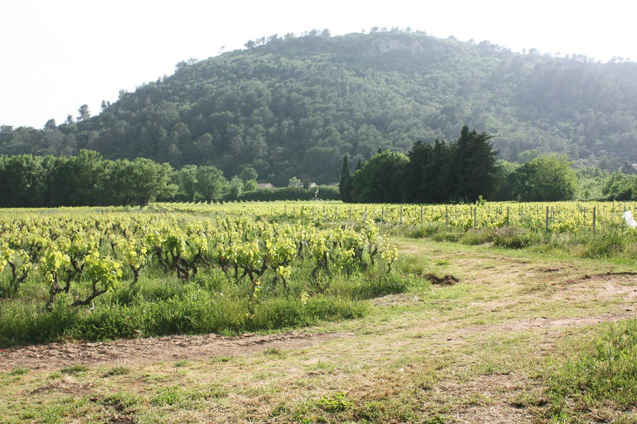 Domaine Regis Freres Bed and Breakfast Vidauban Εξωτερικό φωτογραφία